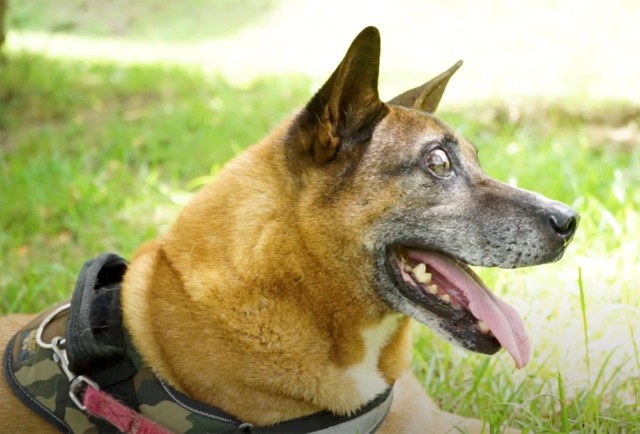 両目を失ったものの奇跡が訪れたジョニー