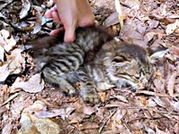 発見時、ガリガリに痩せていたルナちゃん（画像提供：なちゅふぉとさん）