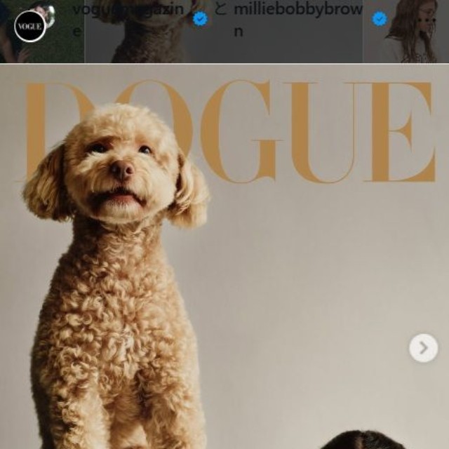 「VOGUE」の表紙が「DOGUE」に!?愛犬ウィニーが登場＝ミリー・ボビー・ブラウンのインスタグラム＠milliebobbybrownより