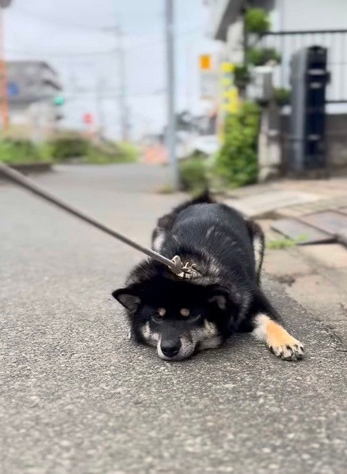 拒否するときは違う表情のはなちゃん（提供：kuroshiba_hana_1015さん）