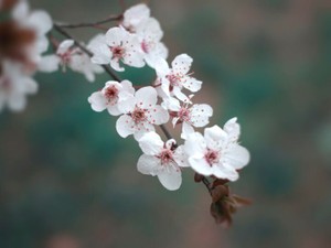 春が来ると必ず思い出すあの会話。先生のおかげで私は今、春が好き