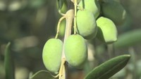 香川県が開発した新品種オリーブ「せとみどり」