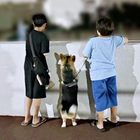 「3兄弟」でお散歩。真ん中で二足立ちになったニコくん（画像提供：nicoさん）