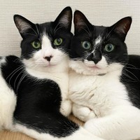 珍しくツーショット（左がみぃちゃん、右がちゃあちゃん）