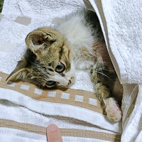保護当日、ゴロンと寝そべるこたろくん（画像提供：ぴてさん）。