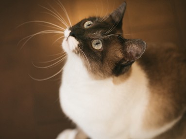 猫がガスコンロのスイッチを押した？　ペットが原因の火災増加