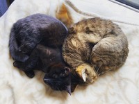 とらきちくんとハートになってみた