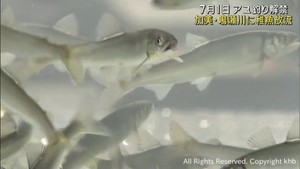 アユの稚魚を放流　宮城・加美町の鳴瀬川　７月１日のアユ釣り解禁を前に