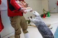 ラッコの「メイ」、昨年の誕生日イベントの様子（鳥羽水族館公式サイトから）