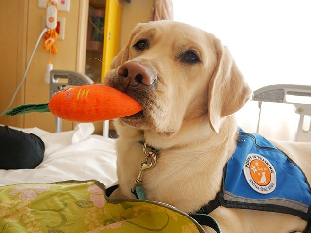 病気と闘う子供たちに笑顔を 国内で育成された初のファシリティドッグが誕生 犬 猫との幸せな暮らしのためのペット情報サイト Sippo