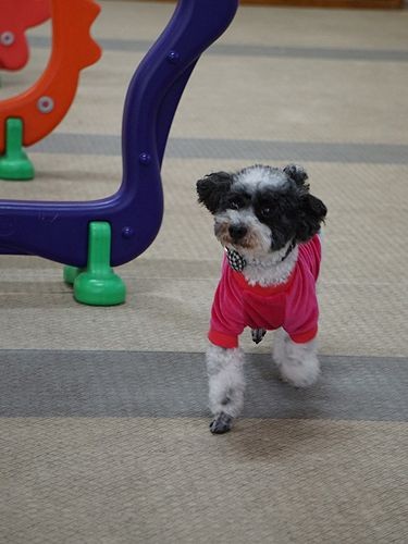 「えー、飛ぶのもくぐるのも難しいよ」