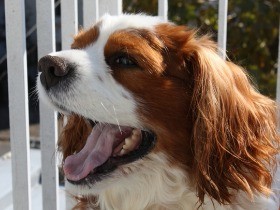 飼い犬が人に怪我をさせた　万一のために保険も