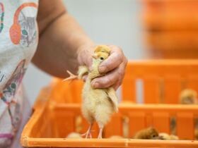 日本では毎年約１億羽にのぼる　生後１日目に殺される採卵鶏のオスヒヨコ