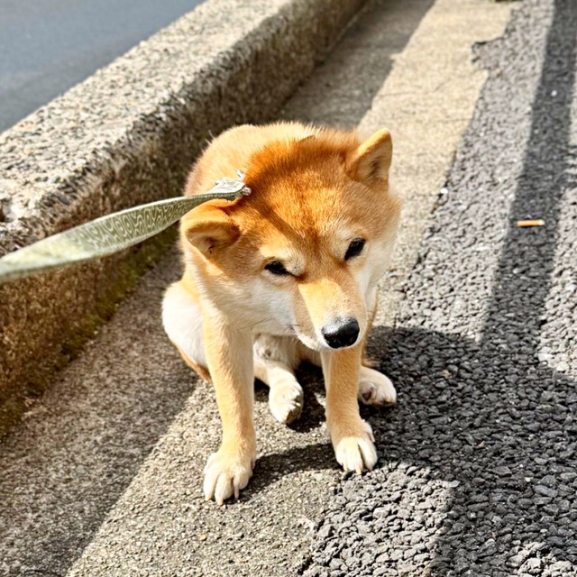 “拒否柴”中のえだまめくん。強い意志を感じます（画像提供：豆柴えだまめくん）