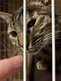 保護6日目。指にあいさつしてくれるように（おすよさん提供）