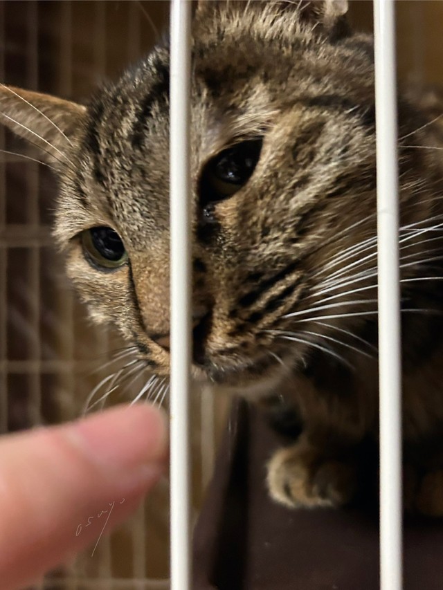 保護6日目。指にあいさつしてくれるように（おすよさん提供）