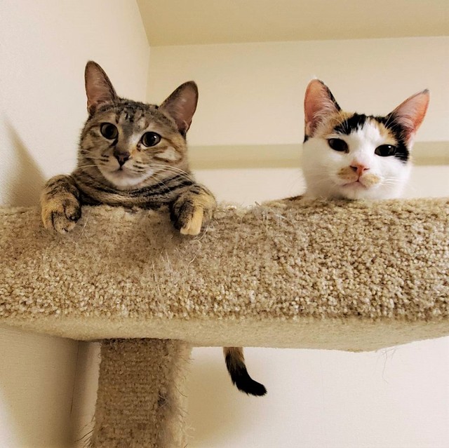 ニャン太くんお気に入りの場所は、新入りの猫2匹が温めています
