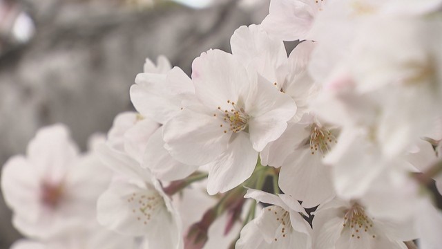 各地で桜が見頃「初めての春に、初めての桜を見せたい」水辺に桜のアーチ 夜はライトアップも 香川