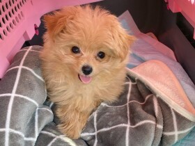 これが子犬の甘がみ？　ポメプーに血だらけにされた夫婦、どうしたらいい