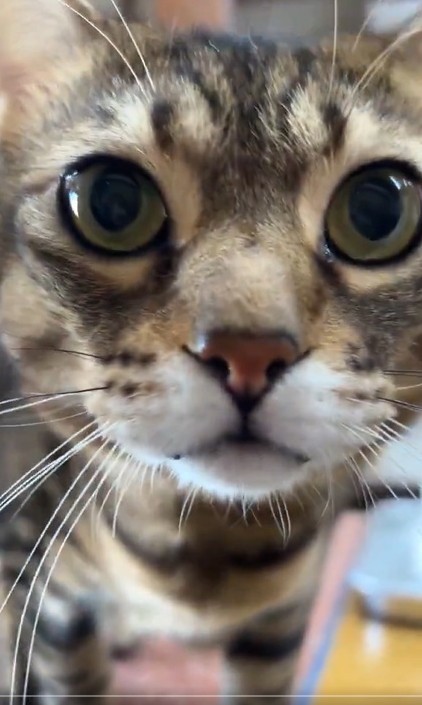 「交通事故で死んだ猫に似ているから、この子がほしい」と、マルくんの里親希望の連絡をしてきたという（「にゃんたまチャンネル」さん提供、Xよりキャプチャ撮影）