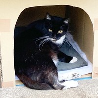 ママちゃんの保護には1年近くの時間を要しました。庭の寝床で過ごしていた時期も（画像提供：うにねこさん）