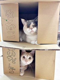 2階建てハウスで解決！ お互いの名前と逆の部屋に入る、おだんごちゃん（上）、きなこくん（下）（画像提供：きなことおだんごさん）
