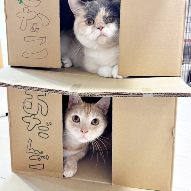 2階建てハウスで解決！ お互いの名前と逆の部屋に入る、おだんごちゃん（上）、きなこくん（下）（画像提供：きなことおだんごさん）