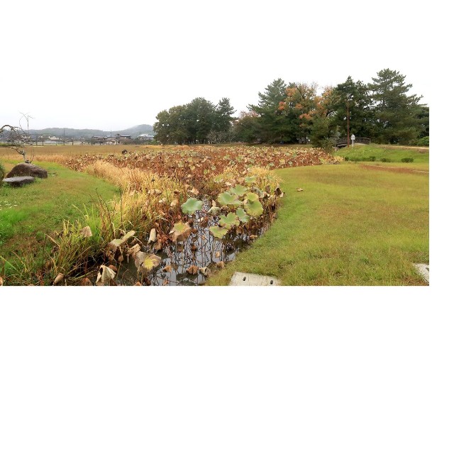 秀吉が水攻めで陥落させた備中高松城の跡地。右手前が二の丸、奥の木立が本丸だ＝岡山県岡山市（撮影◦今泉慎一）
