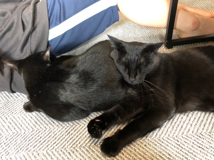 くっついて至福のごろごろ（あいみさん提供）