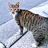 保護前、空の植木鉢の中で寝泊まりしていたみとんちゃん（画像提供：しじみとんさん）