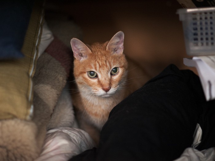 「押し入れで昼寝するんだから、邪魔しないで」（小林写函撮影）