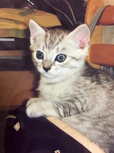 家にきたころの「モナカ」