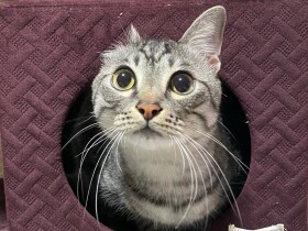 にゃ～に～呼んだ？　とってもお返事が上手なサバトラ猫「景虎」