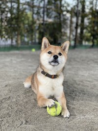 「この私からボールを奪えるかな…？」（画像提供／おまめさん）