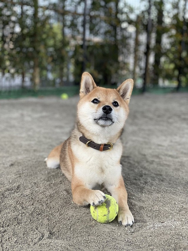 「この私からボールを奪えるかな…？」（画像提供／おまめさん）