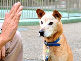 「ふるさと納税」で犬の殺処分ゼロへ　名古屋の動物愛護センター
