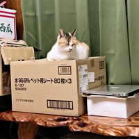 雨宿りは終わり…おうちで過ごすようになったみぃちゃん（画像提供：うにねこさん）