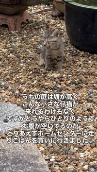 2025年5月。室内清掃を終え、坪庭の戸を開けた瞬間…小さな小さな子猫が1匹、庭の真ん中で鳴いていたという（ジンエモンネコさん提供、Instagramよりキャプチャ撮影）