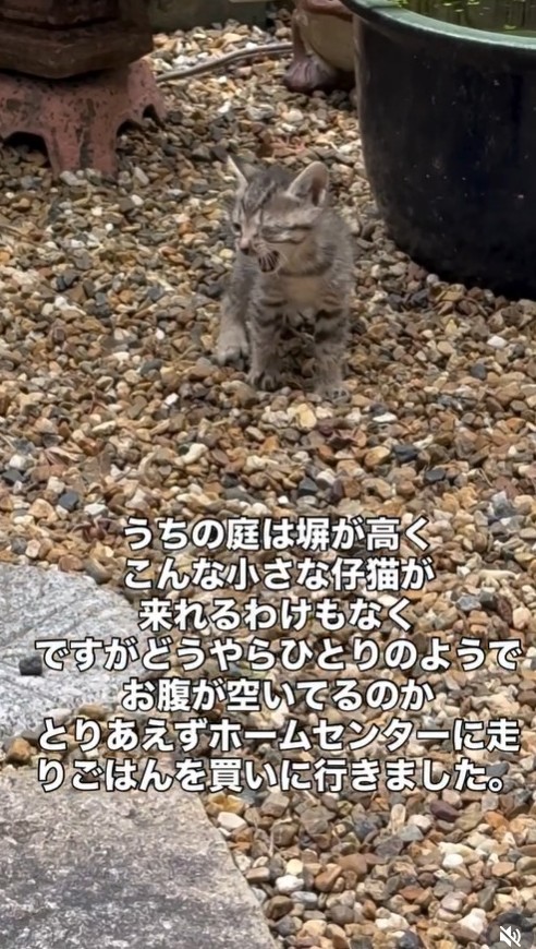 2025年5月。室内清掃を終え、坪庭の戸を開けた瞬間…小さな小さな子猫が1匹、庭の真ん中で鳴いていたという（ジンエモンネコさん提供、Instagramよりキャプチャ撮影）