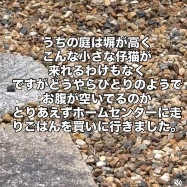 2025年5月。室内清掃を終え、坪庭の戸を開けた瞬間…小さな小さな子猫が1匹、庭の真ん中で鳴いていたという（ジンエモンネコさん提供、Instagramよりキャプチャ撮影）