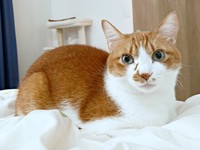 4歳、帰宅した飼い主さんを見つめる.ビスケットくん（画像提供：ソックスとビスケットさん）