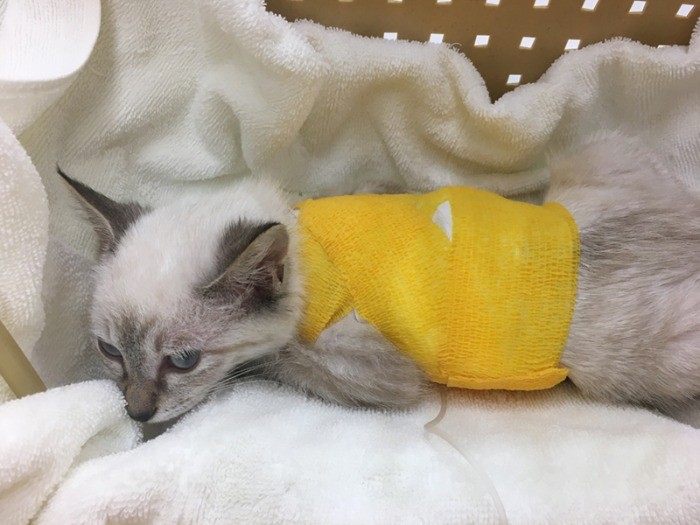 手術は成功しました。（保護主さん提供）