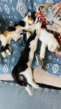 ずっと仲良しの3兄弟。みんなやんちゃだそうです（提供）