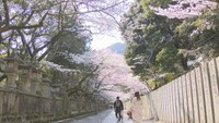 まるで「桜のトンネル」　金刀比羅宮で約3500本の桜が見頃　香川・琴平町