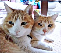 寄り添ってくつろぐ（左から）ナオくん、フータくん（画像提供：ナオとフータさん）