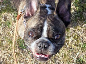 トイレが流せない、散歩も我慢　愛犬家が地震・液状化で困った事