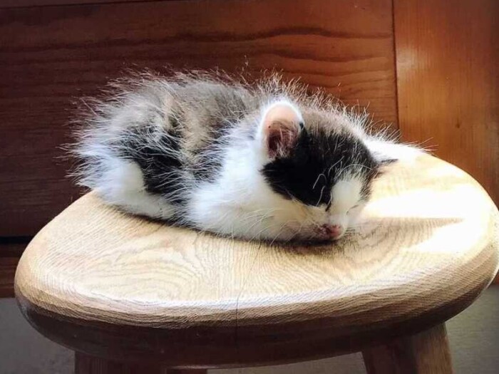 家にきたころの「ベル」