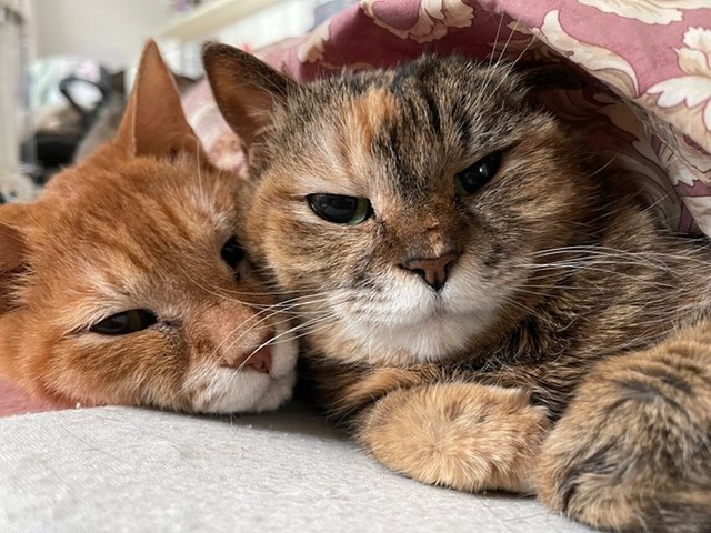 結婚する時に奥様が連れてきた、紅茶くん（左）と豆茶ちゃん（右）（画像提供：猫整体　キュベレイさん）