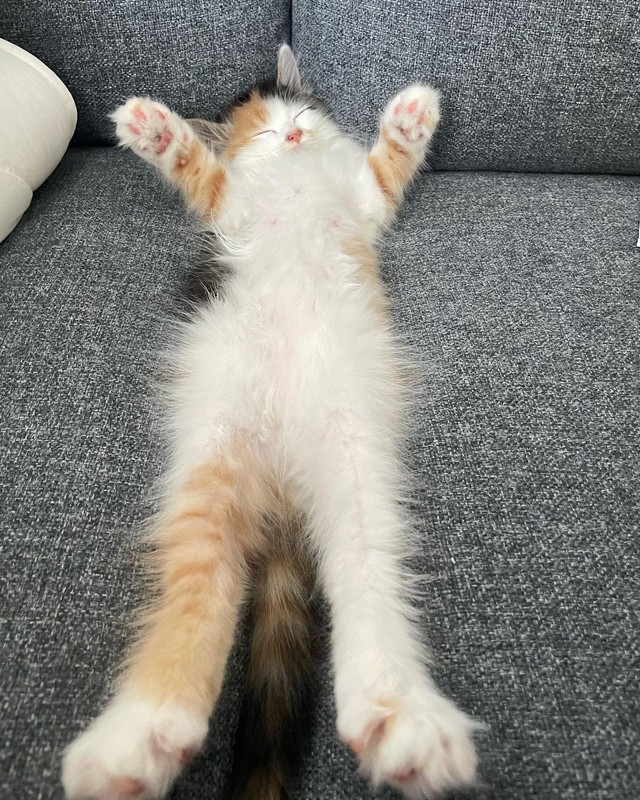 だんだん態度が大きくなってきた