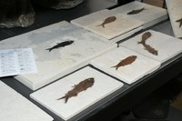 太古の昔にいた魚の化石も。図鑑や博物館でよく見る形式のものだ